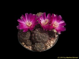 Sulcorebutia rauschii KHM002 2318